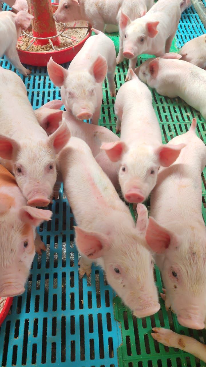 Lechones en sistema de producción porcina