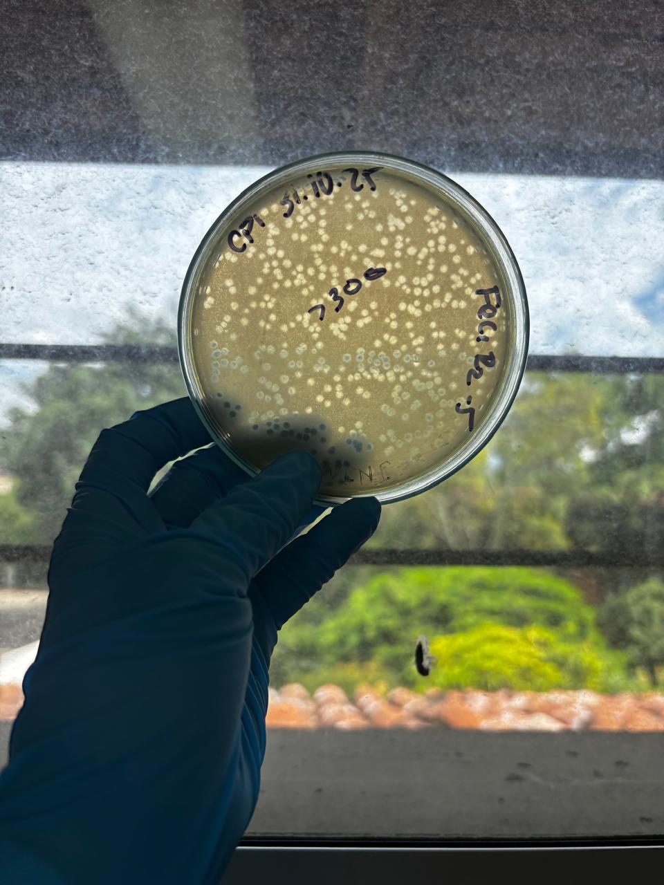 Laboratorio de investigación PhageLife - Caracterización de bacteriófagos